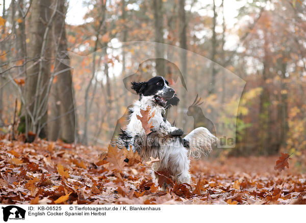 English Cocker Spaniel im Herbst / KB-06525