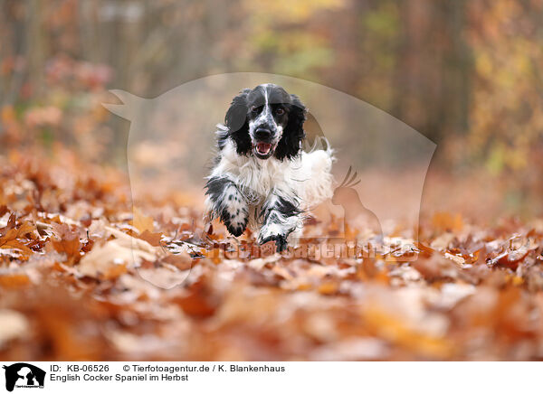 English Cocker Spaniel im Herbst / KB-06526