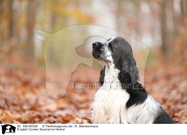 English Cocker Spaniel im Herbst / KB-06528