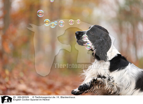 English Cocker Spaniel im Herbst / KB-06529