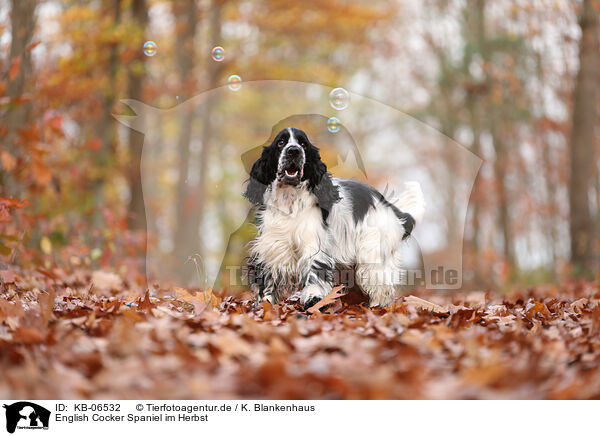 English Cocker Spaniel im Herbst / KB-06532