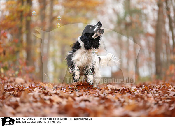 English Cocker Spaniel im Herbst / KB-06533