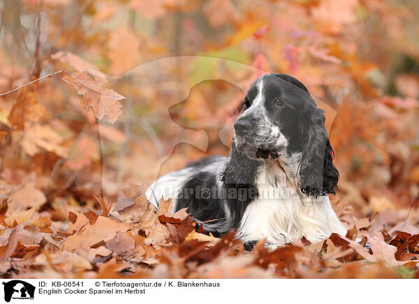 English Cocker Spaniel im Herbst / KB-06541