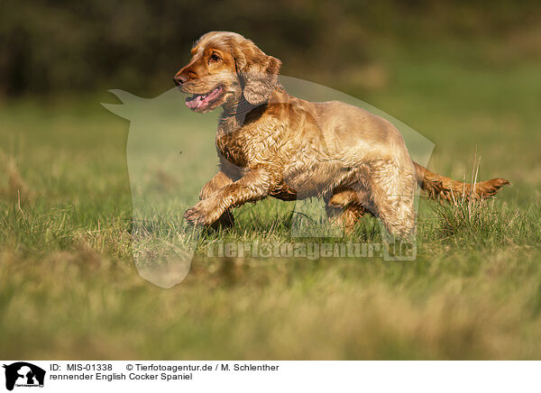 rennender English Cocker Spaniel / running English Cocker Spaniel / MIS-01338