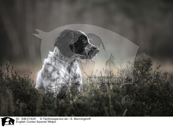 English Cocker Spaniel Welpe / English Cocker Spaniel Puppy / SIB-01929