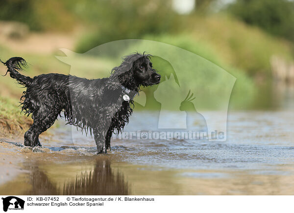 schwarzer English Cocker Spaniel / KB-07452