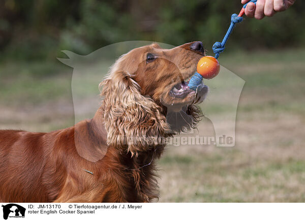 roter English Cocker Spaniel / red English Cocker Spaniel / JM-13170