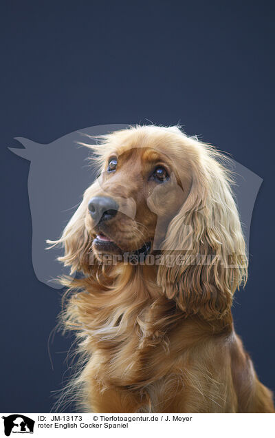 roter English Cocker Spaniel / red English Cocker Spaniel / JM-13173