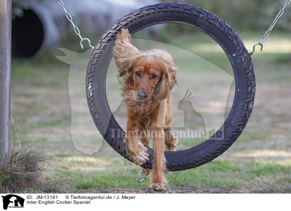 roter English Cocker Spaniel / JM-13181