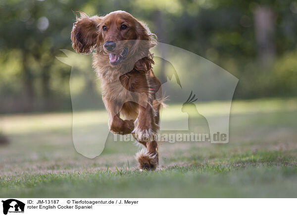 roter English Cocker Spaniel / JM-13187