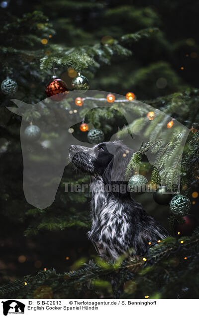 English Cocker Spaniel Hndin / female English Cocker Spaniel / SIB-02913