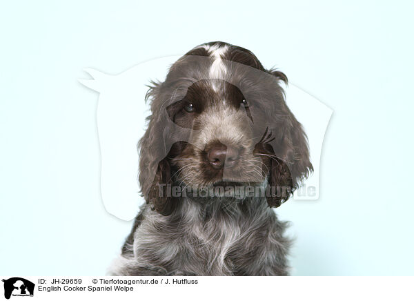 English Cocker Spaniel Welpe / JH-29659