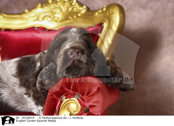 English Cocker Spaniel Welpe / English Cocker Spaniel Puppy / JH-29675