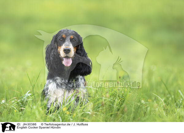 English Cocker Spaniel Hndin / female English Cocker Spaniel / JH-30386