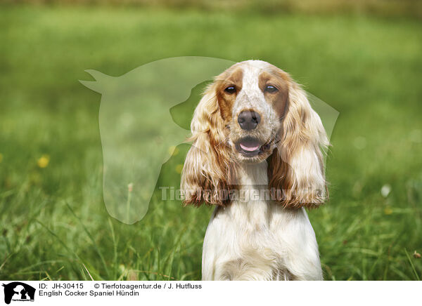 English Cocker Spaniel Hndin / JH-30415