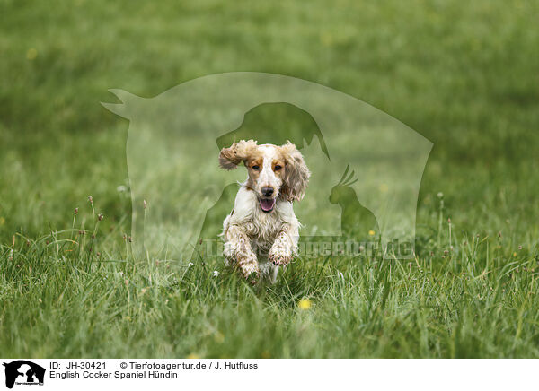 English Cocker Spaniel Hndin / JH-30421