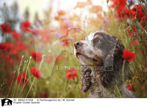 English Cocker Spaniel / MASC-01004