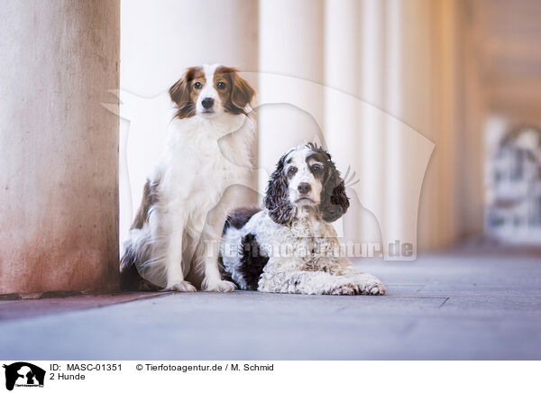2 Hunde / 2 dogs / MASC-01351