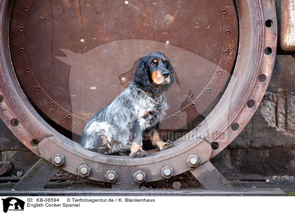 English Cocker Spaniel / KB-08594