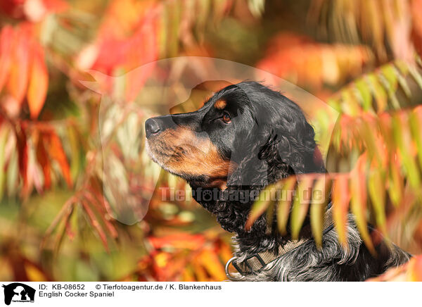 English Cocker Spaniel / English Cocker Spaniel / KB-08652