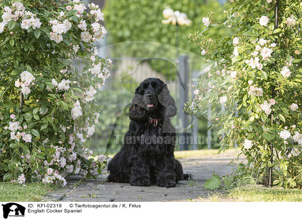 English Cocker Spaniel / KFI-02318