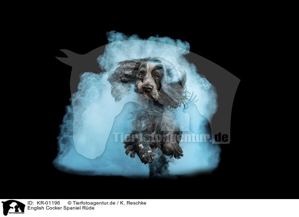 English Cocker Spaniel R�de / KR-01196