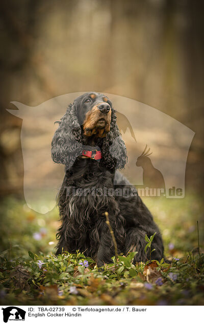 English Cocker Hndin / female English Cocker / TBA-02739