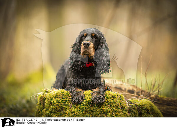English Cocker Hndin / female English Cocker / TBA-02742