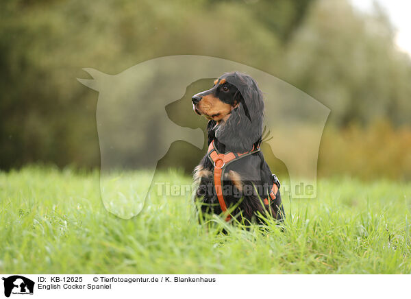 English Cocker Spaniel / KB-12625