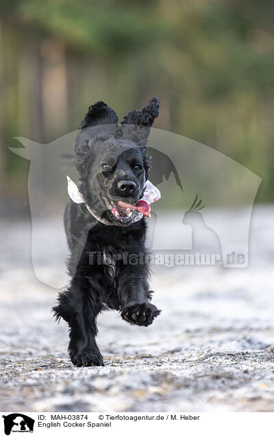 English Cocker Spaniel / MAH-03874