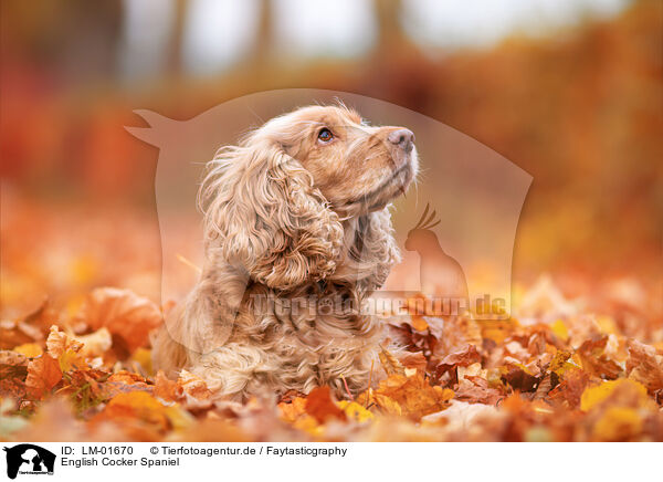 English Cocker Spaniel / English Cocker Spaniel / LM-01670