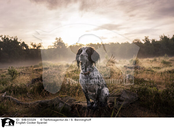 English Cocker Spaniel / English Cocker Spaniel / SIB-03329