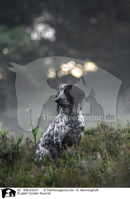 English Cocker Spaniel / English Cocker Spaniel / SIB-03331