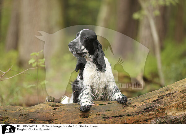 English Cocker Spaniel / English Cocker Spaniel / KB-14234