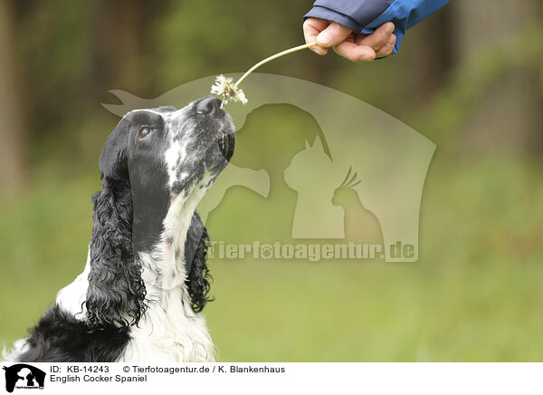 English Cocker Spaniel / English Cocker Spaniel / KB-14243