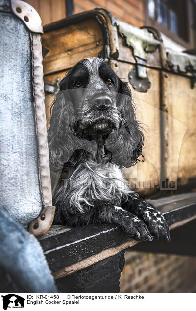 English Cocker Spaniel / English Cocker Spaniel / KR-01458