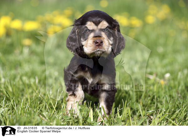English Cocker Spaniel Welpe / English Cocker Spaniel Puppy / JH-31635