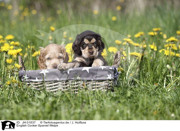 English Cocker Spaniel Welpe / English Cocker Spaniel Puppy / JH-31637