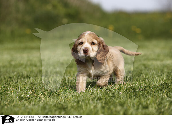English Cocker Spaniel Welpe / JH-31648