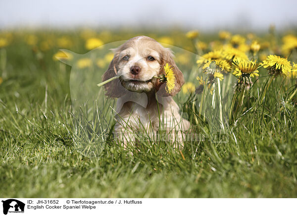 English Cocker Spaniel Welpe / JH-31652