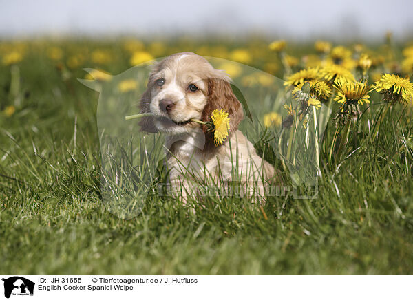 English Cocker Spaniel Welpe / JH-31655