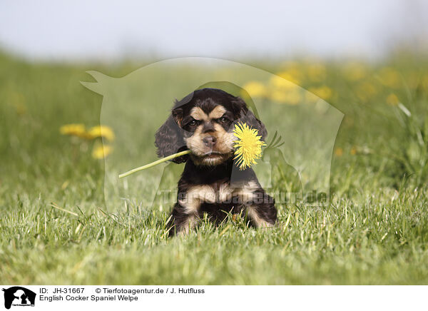 English Cocker Spaniel Welpe / English Cocker Spaniel Puppy / JH-31667