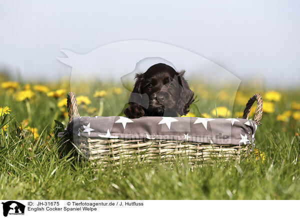 English Cocker Spaniel Welpe / English Cocker Spaniel Puppy / JH-31675