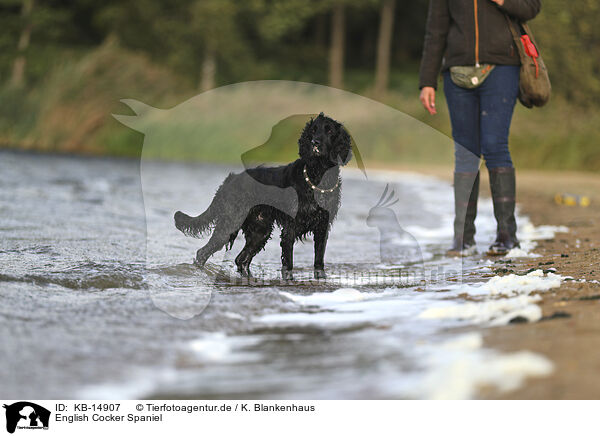 English Cocker Spaniel / KB-14907