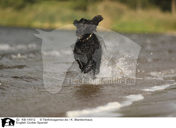 English Cocker Spaniel / KB-14912