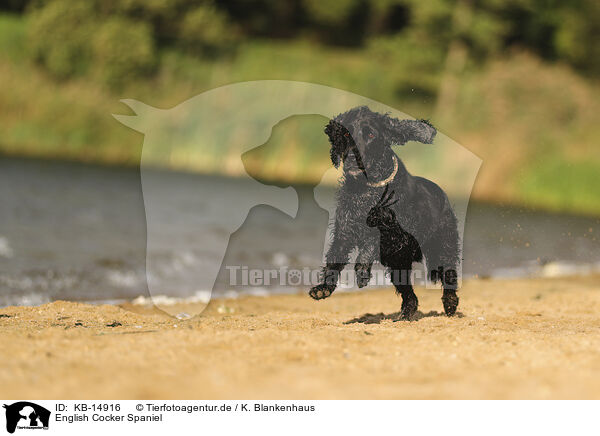 English Cocker Spaniel / KB-14916