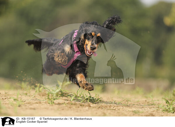 English Cocker Spaniel / English Cocker Spaniel / KB-15167