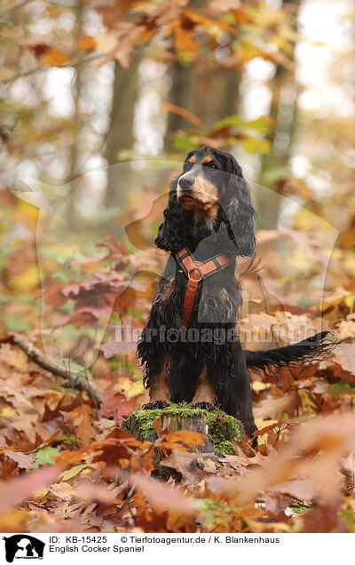 English Cocker Spaniel / KB-15425
