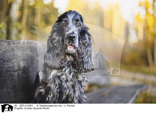 English Cocker Spaniel Rde / male English Cocker Spaniel / JEP-01683