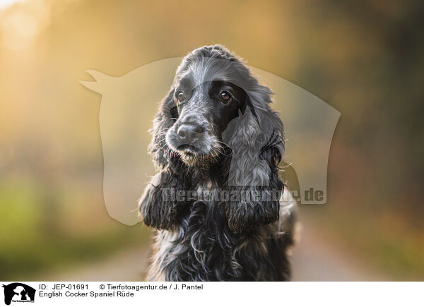 English Cocker Spaniel Rde / male English Cocker Spaniel / JEP-01691